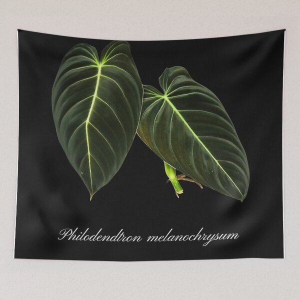 Item preview, Philodendron Melanochrysum - black designed and sold by stevelangenfeld.