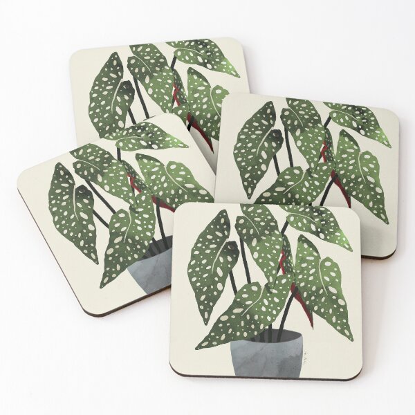 Item preview, begonia maculata plant designed and sold by shavonepiere.