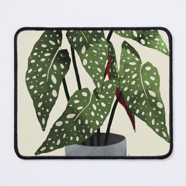 Item preview, begonia maculata plant designed and sold by shavonepiere.