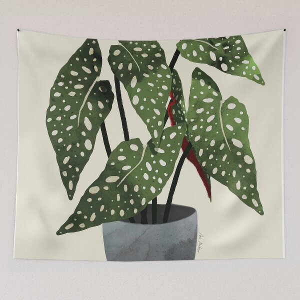 Item preview, begonia maculata plant designed and sold by shavonepiere.