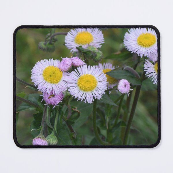 Item preview, Daisies designed and sold by jesslea77.