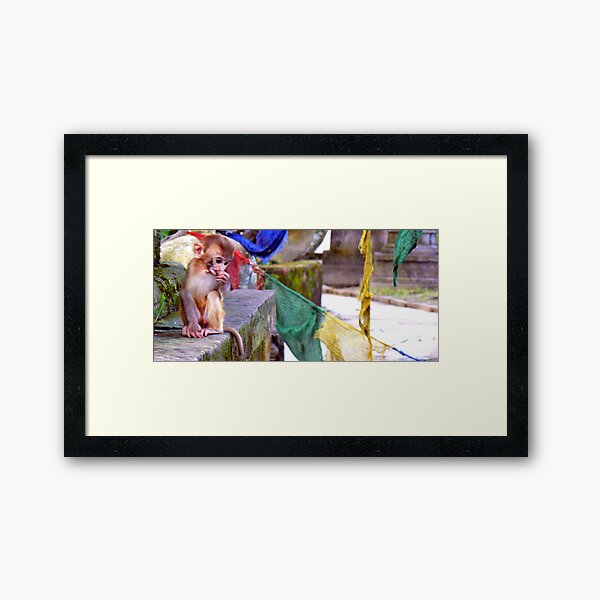 Baby monkey in Pashupatinath Temple, Kathmandu, Nepal Framed Art Print