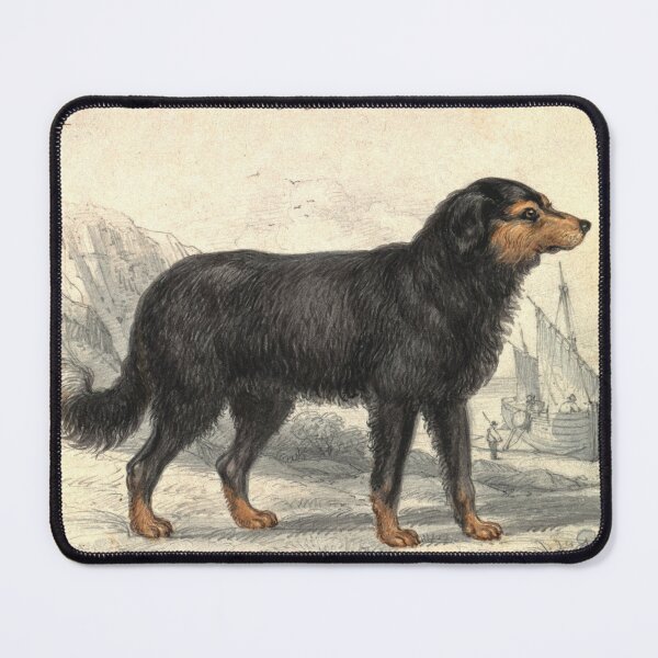Item preview, Newfoundland Dog designed and sold by SwagMasterJ10.