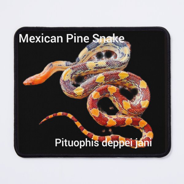 Item preview, Mexican Pine Snake  Pituophis deppei jani designed and sold by StrangeFetish.