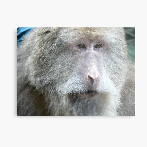 Monkey on Emei Shan, China Metal Print
