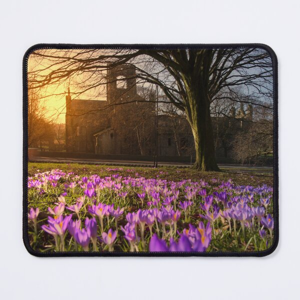 Item preview, Kirkstall Abbey Crocuses designed and sold by Alisonchambers2.