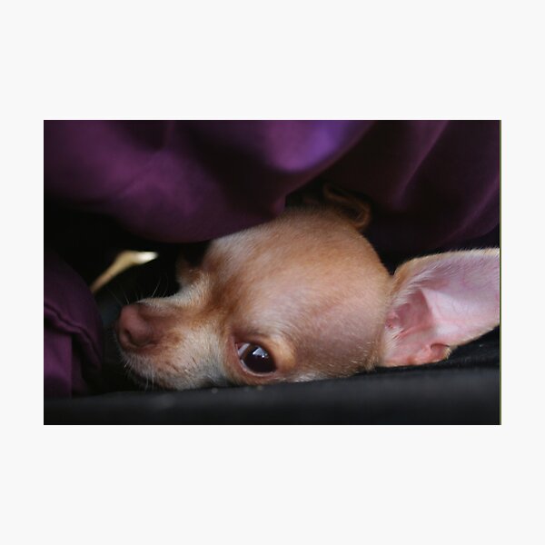 The Peek Photographic Print