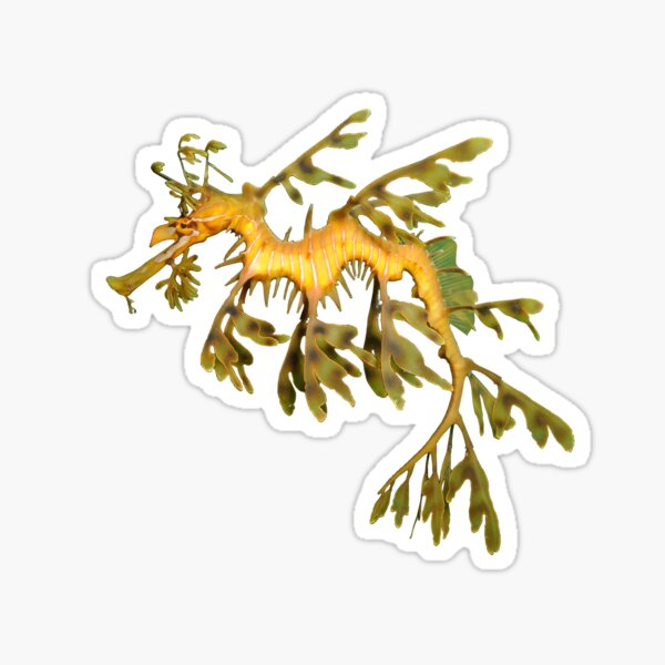 Leafy Seadragon Ocean Sea Dragon Seahorse beautiful sea creature Sticker