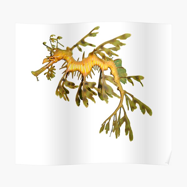 Leafy Seadragon Ocean Sea Dragon Seahorse beautiful sea creature Poster