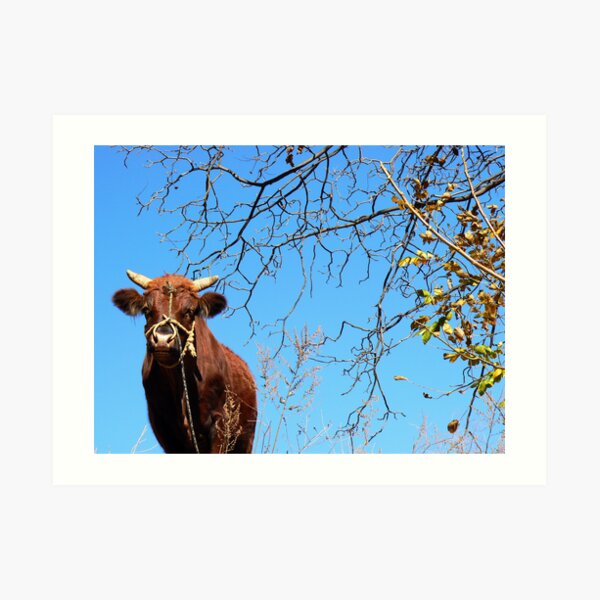 Chinese cow Art Print
