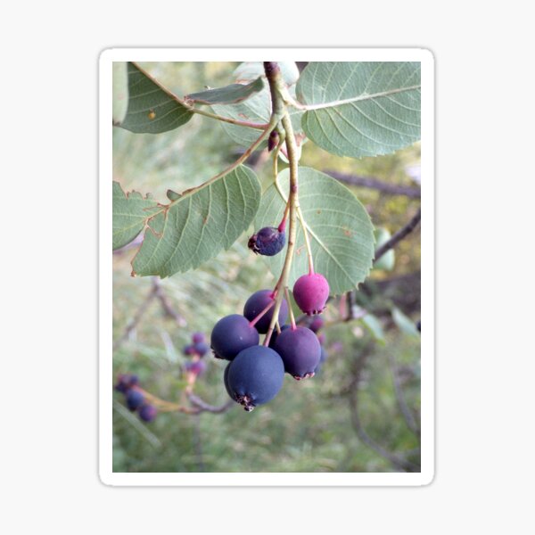 Artikel-Vorschau von Serviceberry, designt und verkauft von The Botanical Jason.