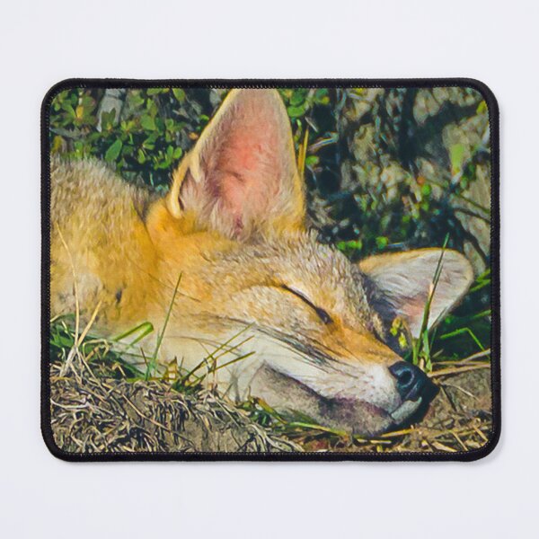 Item preview, Adorable fox sleeping closeup photography designed and sold by DFLC Prints.