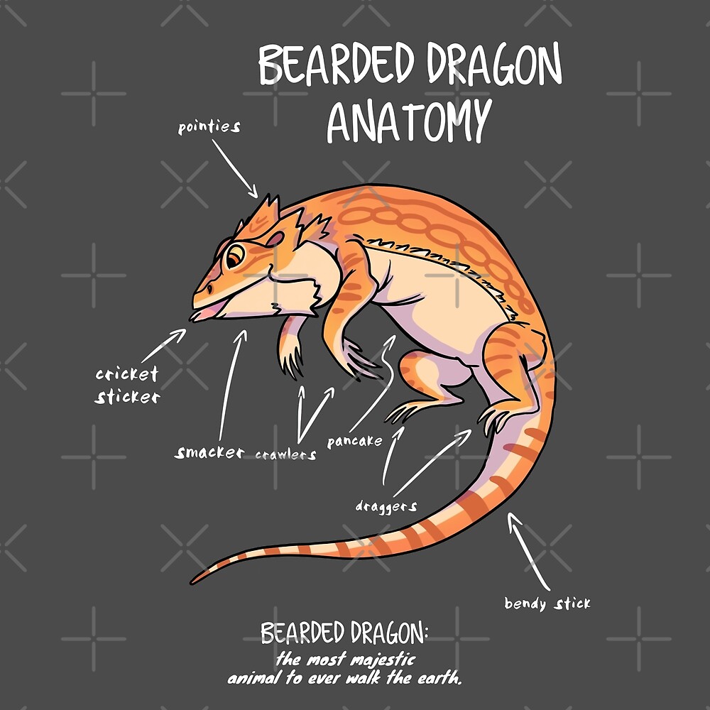 dragon anatomy sketch