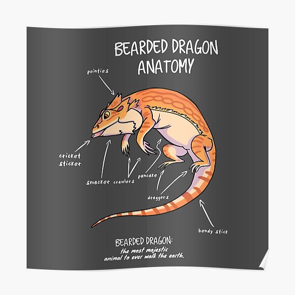bearded dragon anatomy Poster