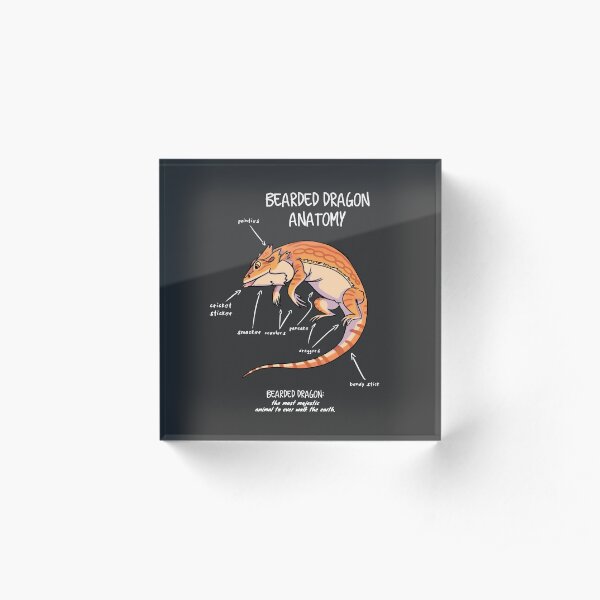bearded dragon anatomy Acrylic Block