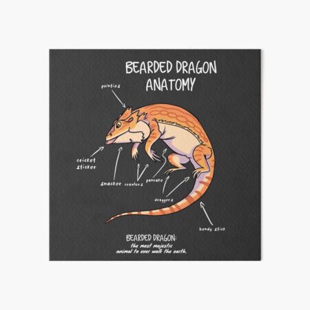 bearded dragon anatomy Art Board Print