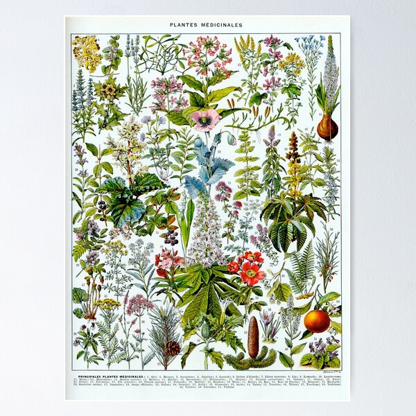 Item preview, Medicinal Plants (1932) - Larousse du XXe siècle designed and sold by SALON DES ARTS.