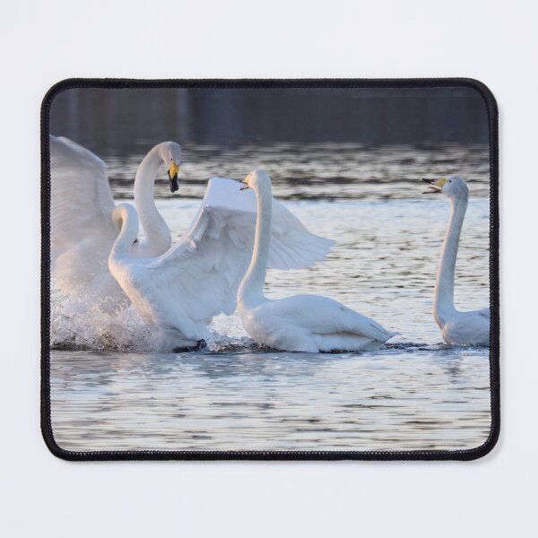 Item preview, Spring heat. Whooper swan designed and sold by Jouko Lehto Photography.