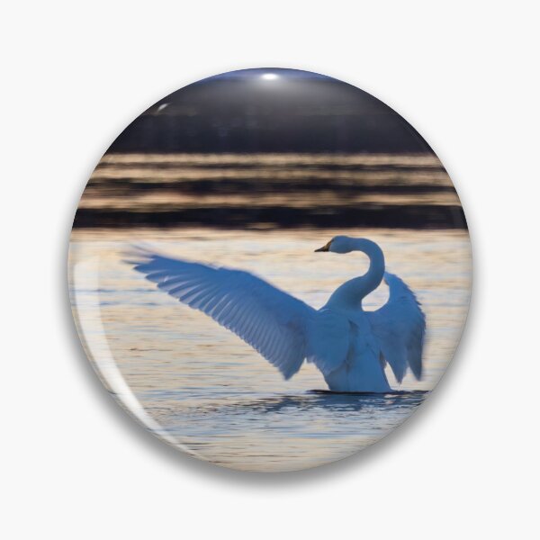 Item preview, Last sunrays. Whooper swan designed and sold by Jouko Lehto Photography.