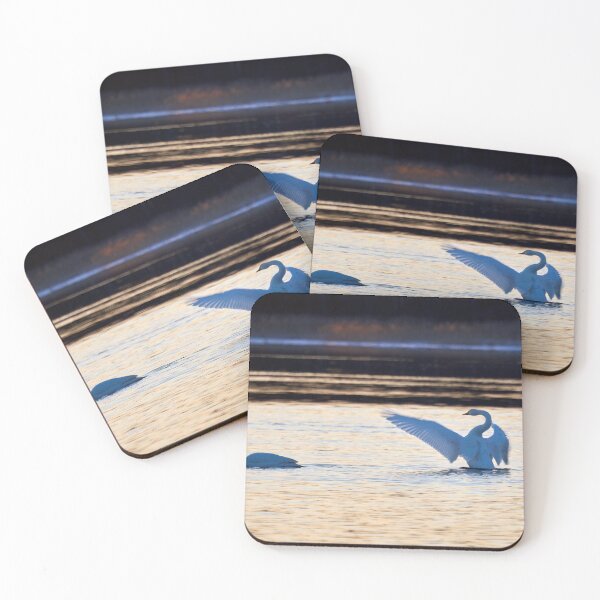 Item preview, Últimos rayos de sol. cisne cantor designed and sold by Jouko Lehto Photography.