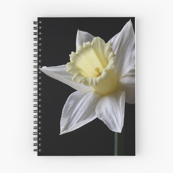 Item preview, White Daffodil designed and sold by AlysonFennell.