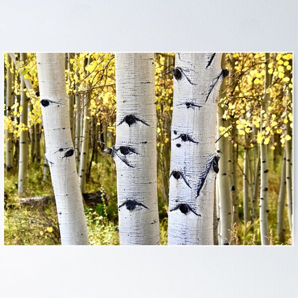 Item preview, The Eyes of the Aspens  designed and sold by schesnut.