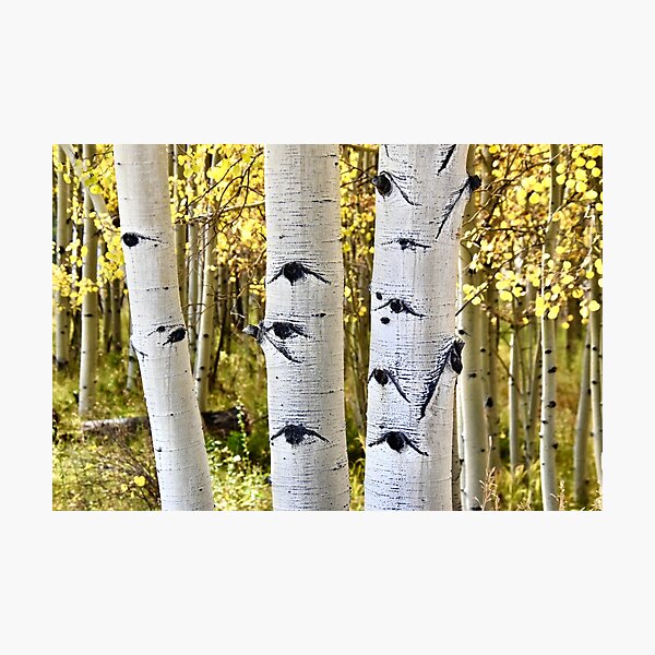 Item preview, The Eyes of the Aspens  designed and sold by schesnut.
