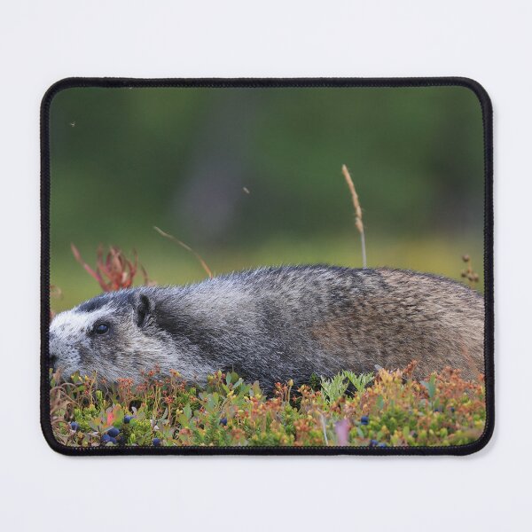 Item preview, Marmot and berries designed and sold by zumi.