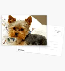Yorkie in Bed Postcards