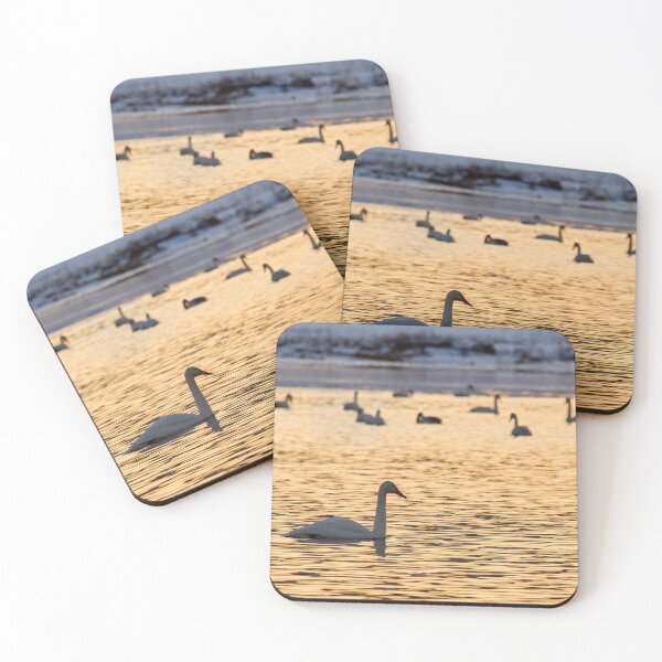 Item preview, Whooper swans in the yellow light designed and sold by Jouko Lehto Photography.