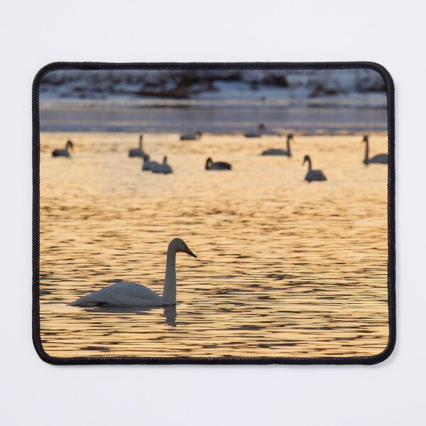 Item preview, Whooper swans in the yellow light designed and sold by Jouko Lehto Photography.