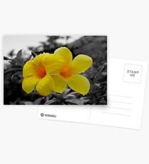 Touch of Color Postcards