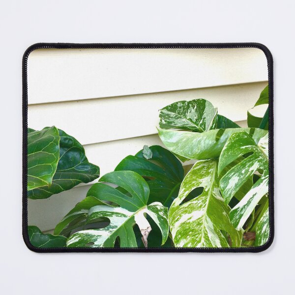 Item preview, Variegated Monstera Frog designed and sold by turddemon.