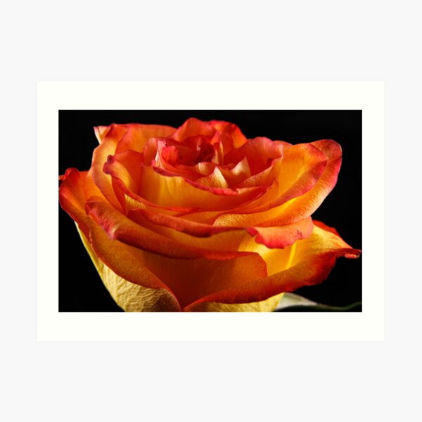 A Peachy Rose Art Print