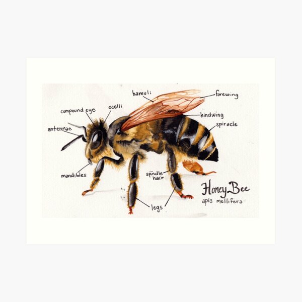 Honey Bee Anatomy Chart Art Print