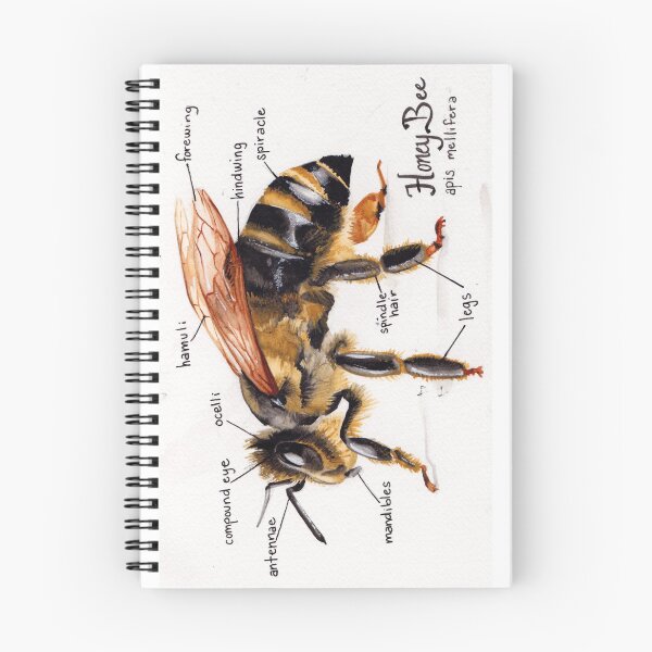 Item preview, Honey Bee Anatomy Chart designed and sold by Melissa Robinson.