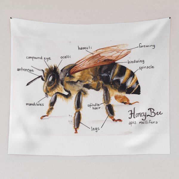 Item preview, Honey Bee Anatomy Chart designed and sold by Melissa Robinson.