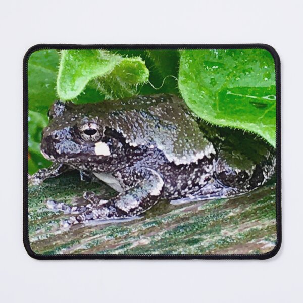 Item preview, Black Tree Frog designed and sold by turddemon.