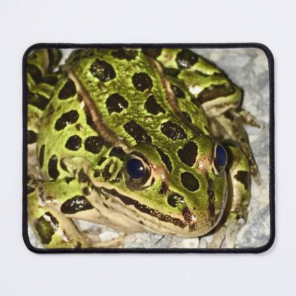 Item preview, Serious Frog designed and sold by turddemon.