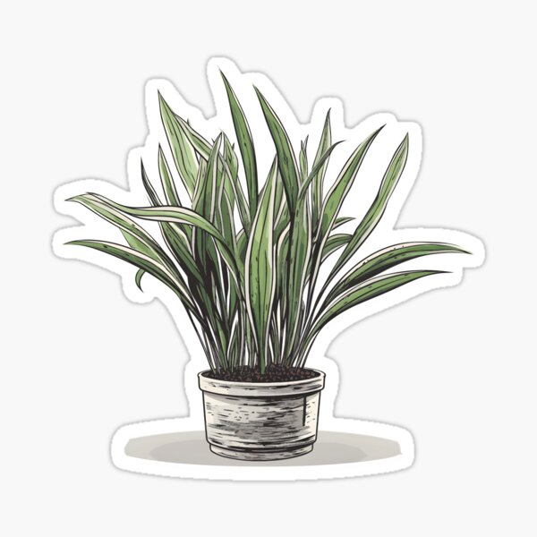 Item preview, Dracaena trifasciata - snake plant designed and sold by MidgardWonders.