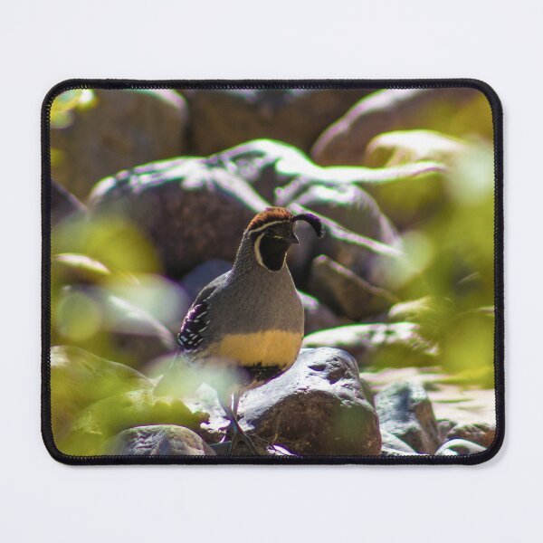 Item preview, Gambel's Quail designed and sold by Hyrose.