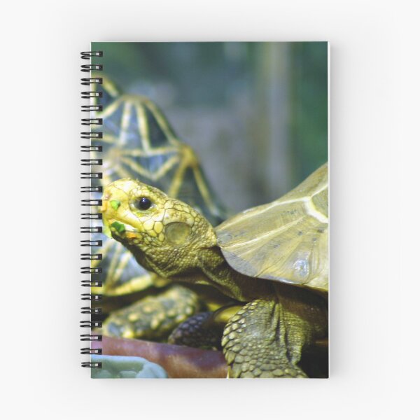 Item preview, Star Tortoise designed and sold by klphotographics.