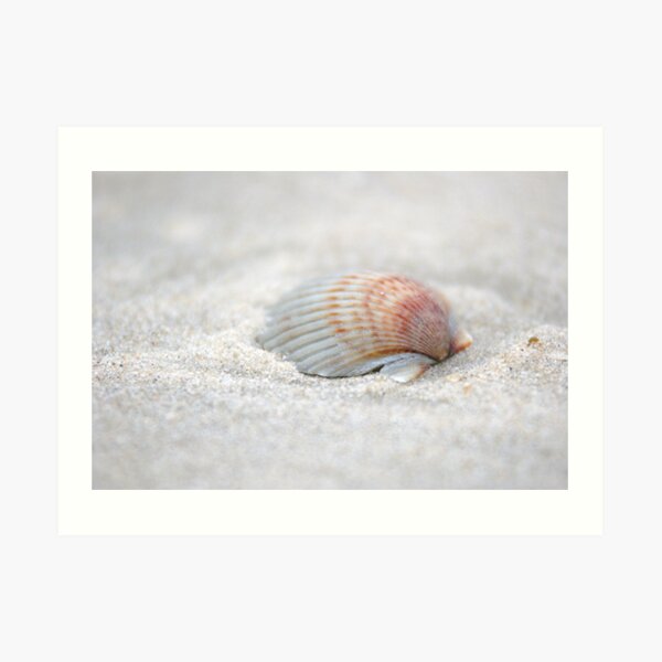 i got another seashell for you Art Print