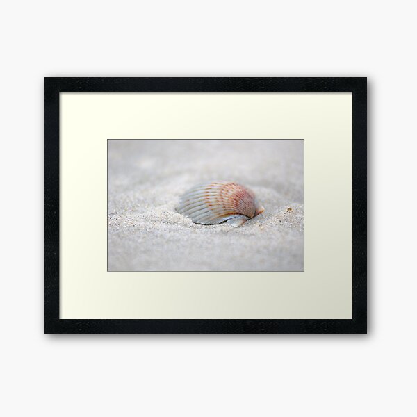 i got another seashell for you Framed Art Print
