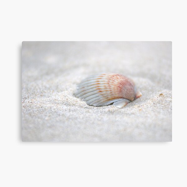 i got another seashell for you Metal Print