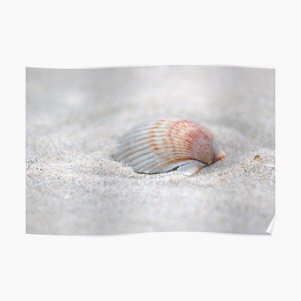 i got another seashell for you Poster