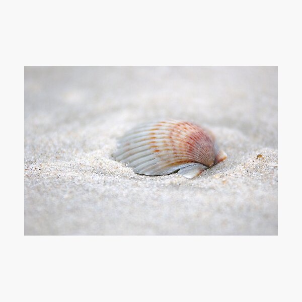i got another seashell for you Photographic Print