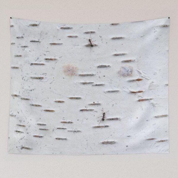 Item preview, Close-Up Birch Tree Trunk with Ants designed and sold by BackgroundPixel.