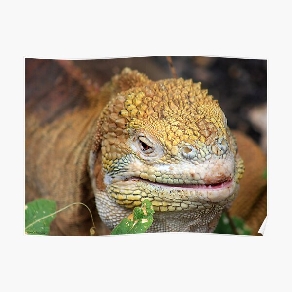 Land Iguana Poster