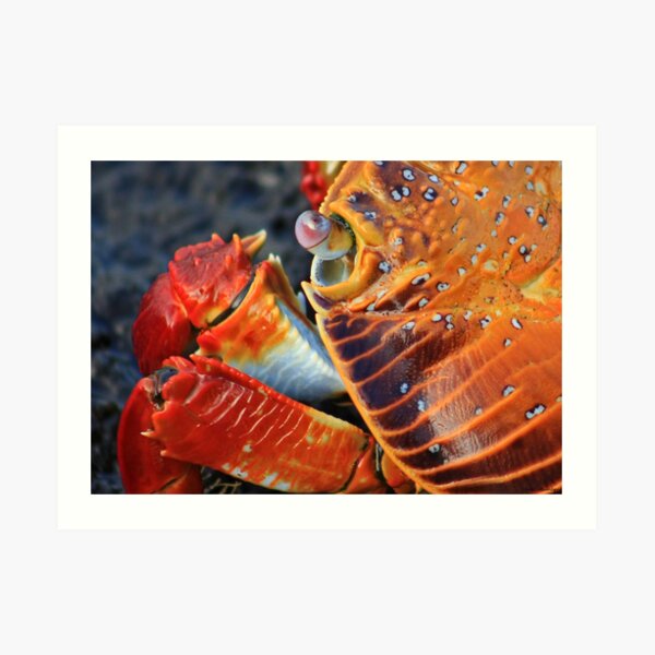 The Lookout Art Print